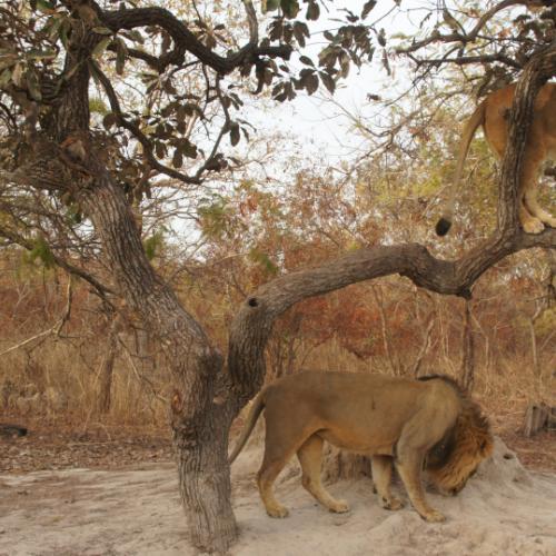 Gordon raid Sénégal 2017