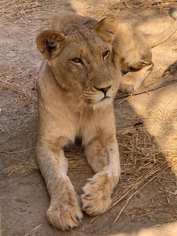 Gordon Raid Sénégal 2019