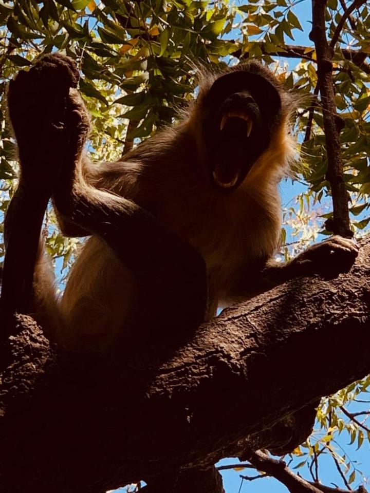 Gordon Raid Sénégal 2019