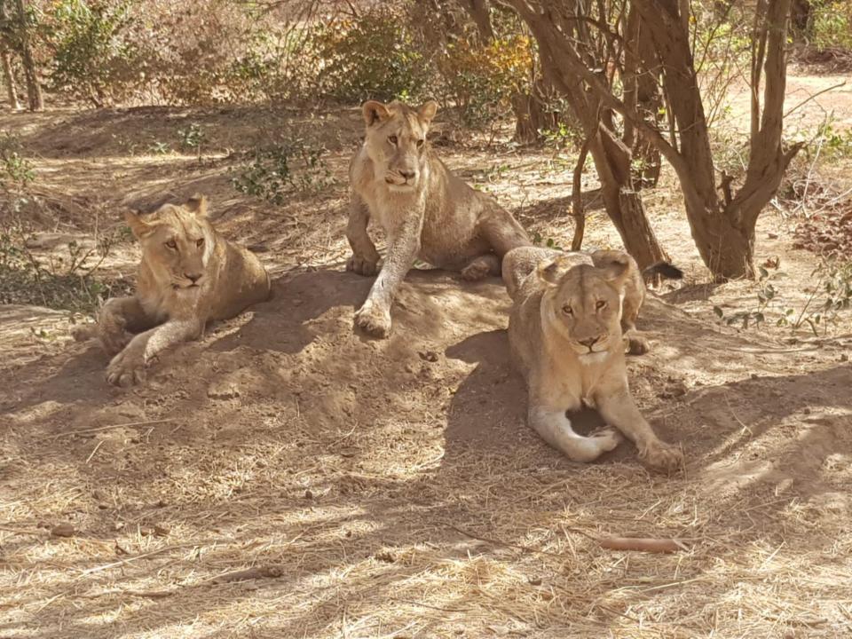 Gordon Raid Sénégal 2019