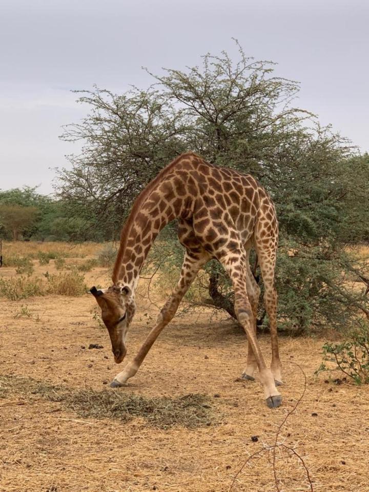 Gordon Raid Sénégal 2019