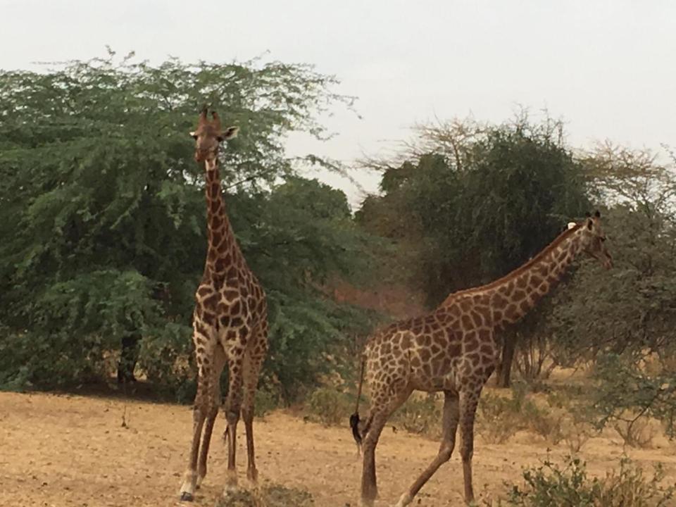 Gordon Raid Sénégal 2019