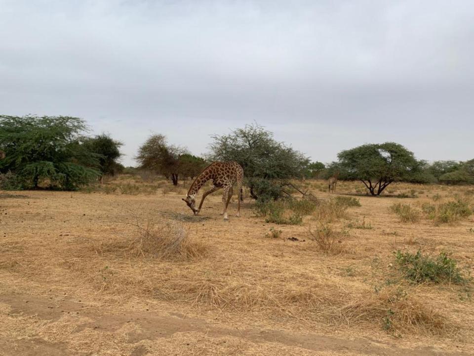 Gordon Raid Sénégal 2019