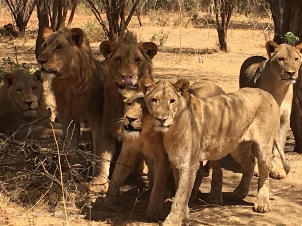 Gordon Raid Sénégal 2019