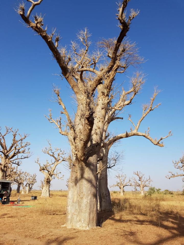 Gordon Raid Sénégal 2019