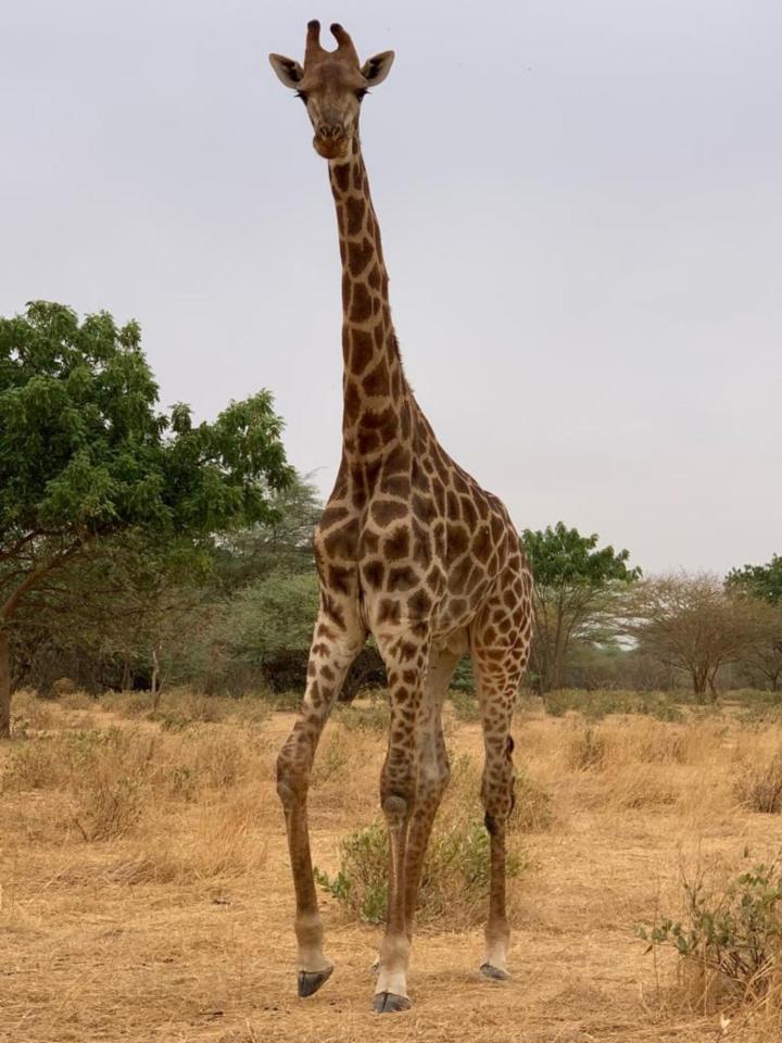 Gordon Raid Sénégal 2019