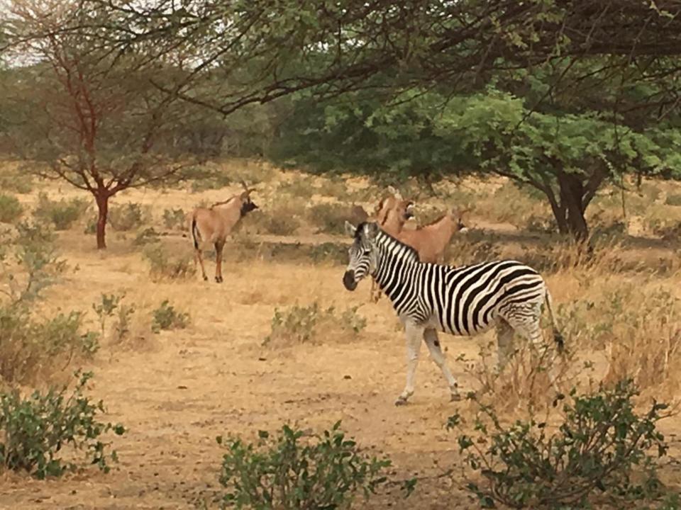 Gordon Raid Sénégal 2019