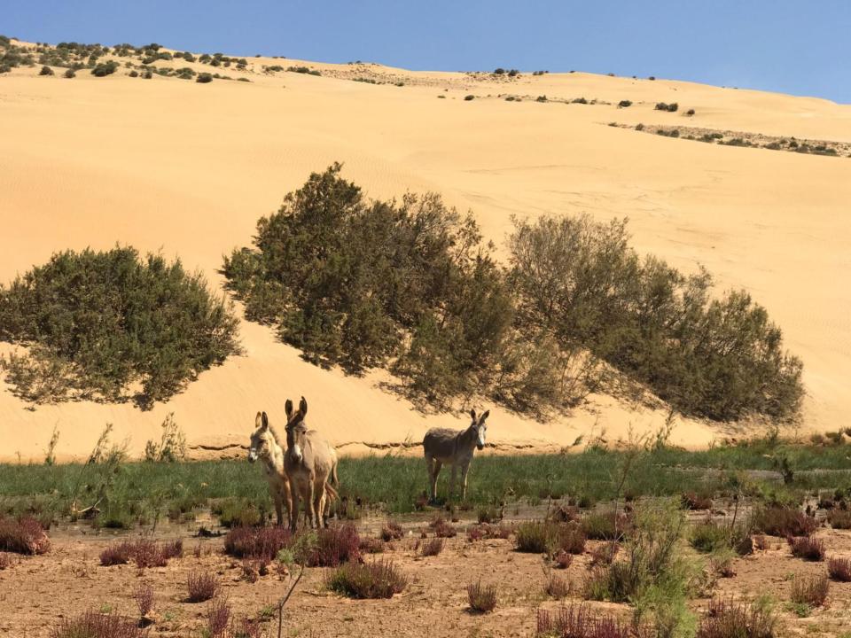 Gordon raid Maroc 2018